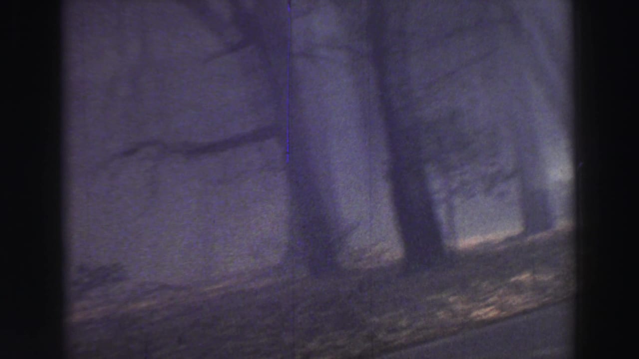 Foggy woodland with bare tree trunks and shadowed ground.