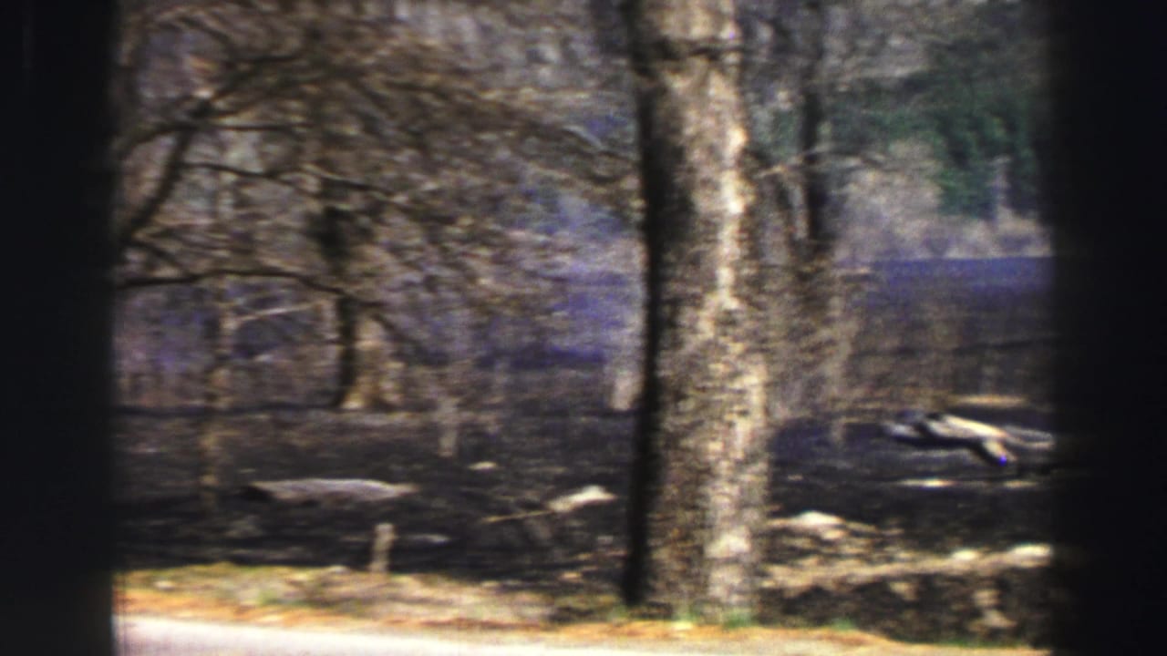 Lake Tahoe roadside view with bare trees, evergreen background, fallen logs, and muted lake water in a 1969 8mm frame.