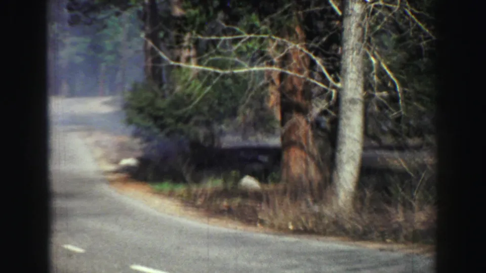 A blurred 1969 Lake Tahoe-area roadside view with trees, a curve in the road, and a small pond or wet area.
