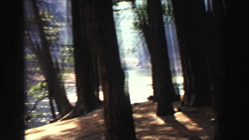 Soft 8mm view of Lake Tahoe-area pines beside bright water, with strong shadows and handheld framing.