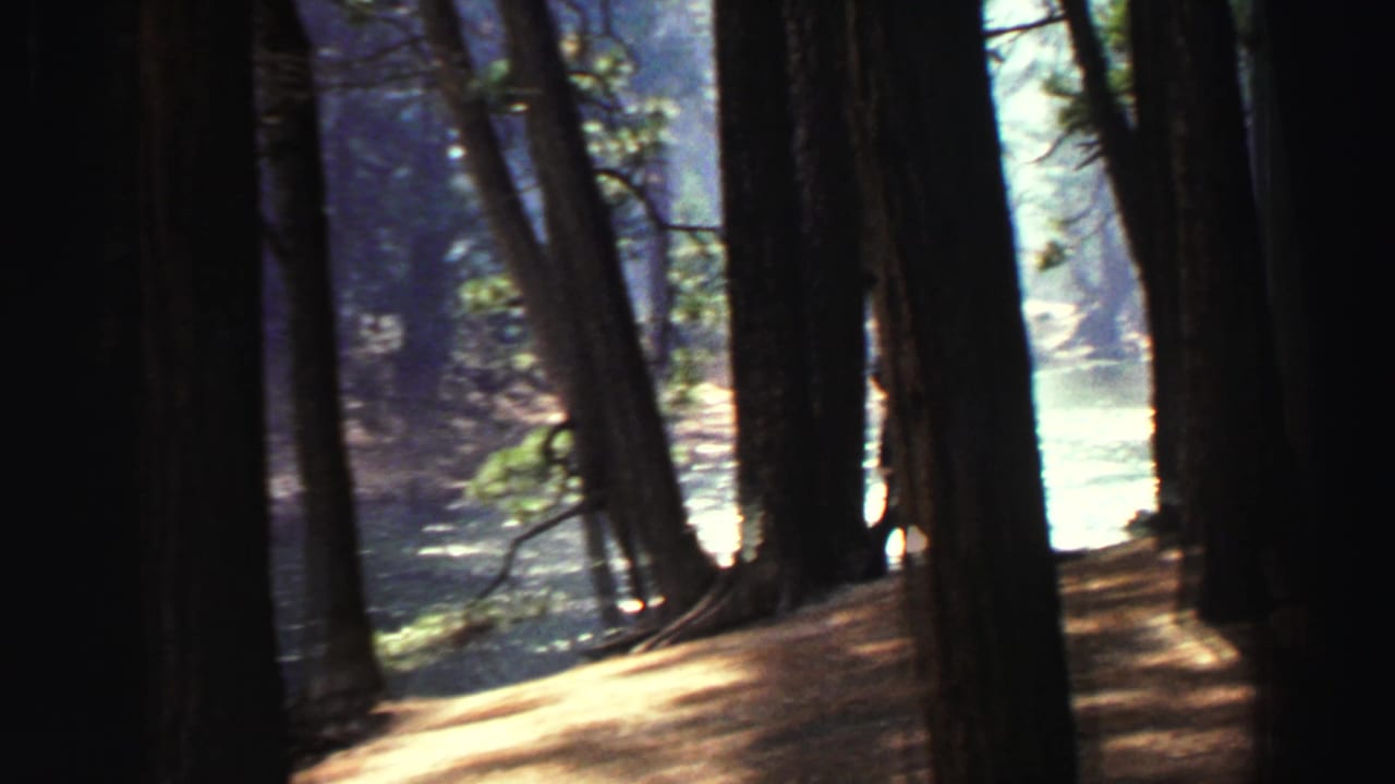 Tall tree trunks beside a sunlit forest stream.