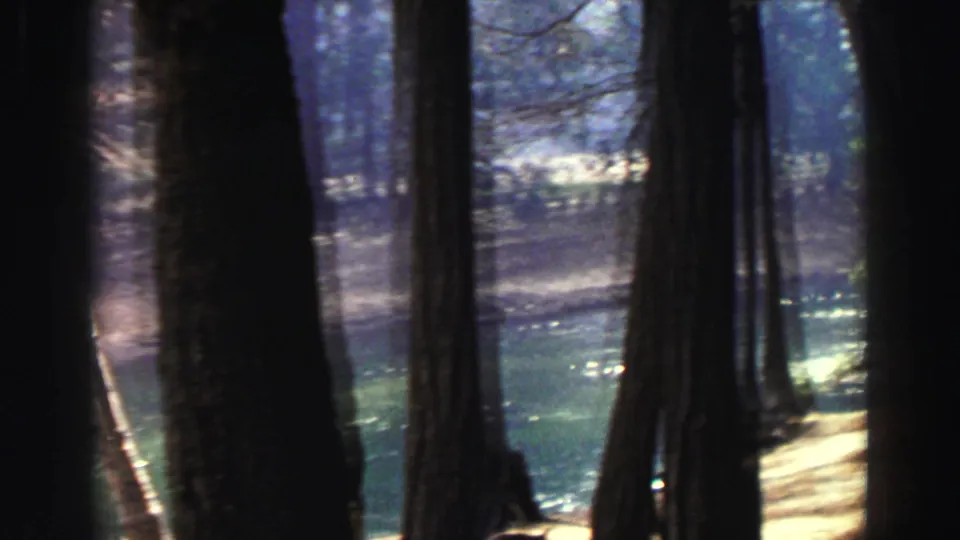 Lake Tahoe forest view with vertical tree trunks, shaded banks, and pale green-blue water visible beyond them.