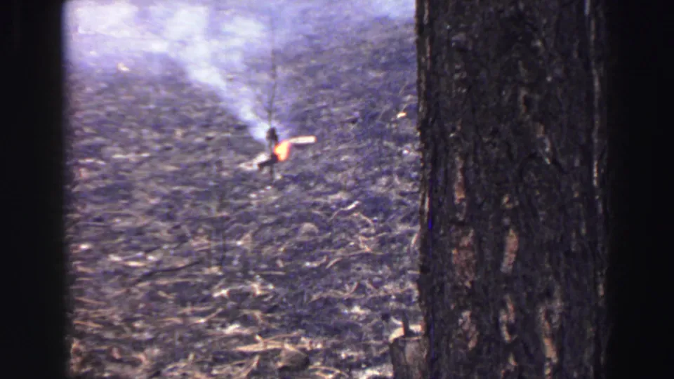1969 Lake Tahoe home-movie frame with a pine trunk at right, wooded ground, sun glare, and a small bright stump or branch.