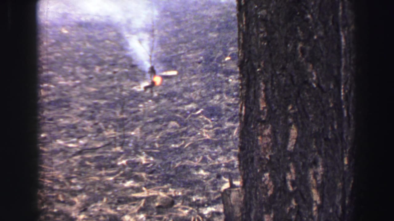 Small flame and white smoke on a wooded hillside, framed by dark tree trunks.