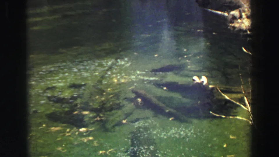 Lake Tahoe 8mm frame showing green water, reflections, and shoreline debris after the fire view.