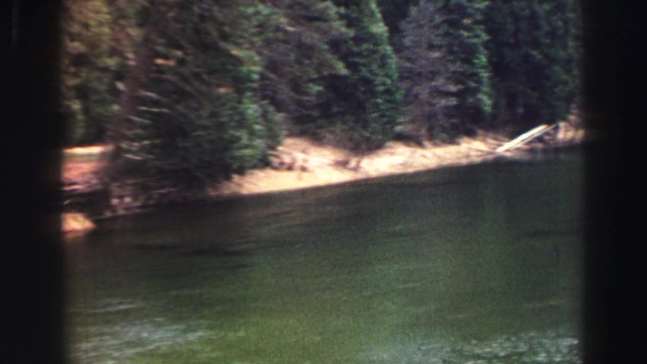 Calm green water with a shaded forest shoreline and a pale fallen branch.
