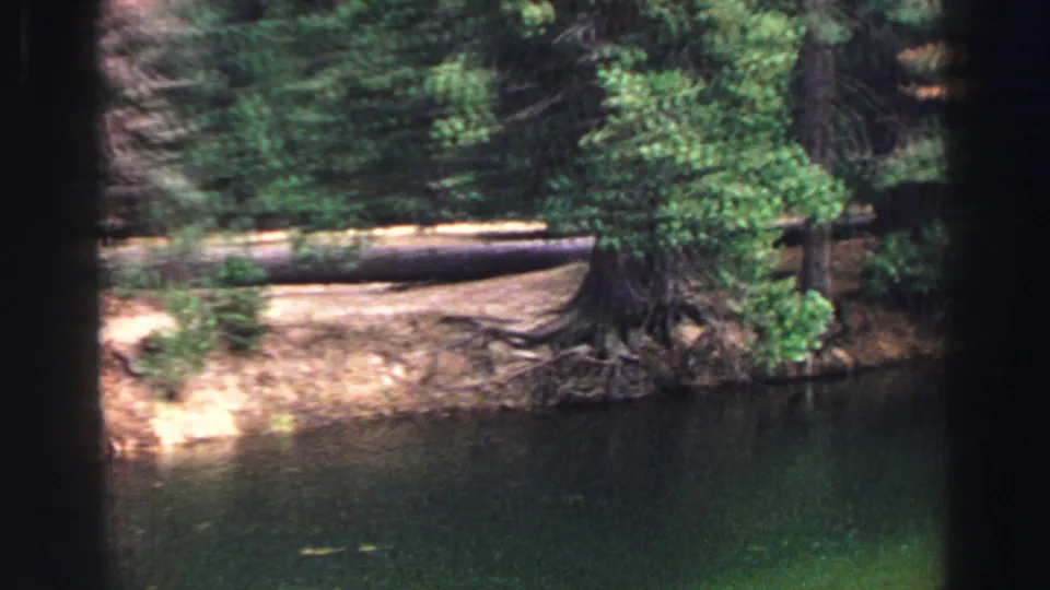 Lake Tahoe shoreline from 1969 8mm footage, with dark green water, evergreen trees, exposed roots, and a long fallen log.