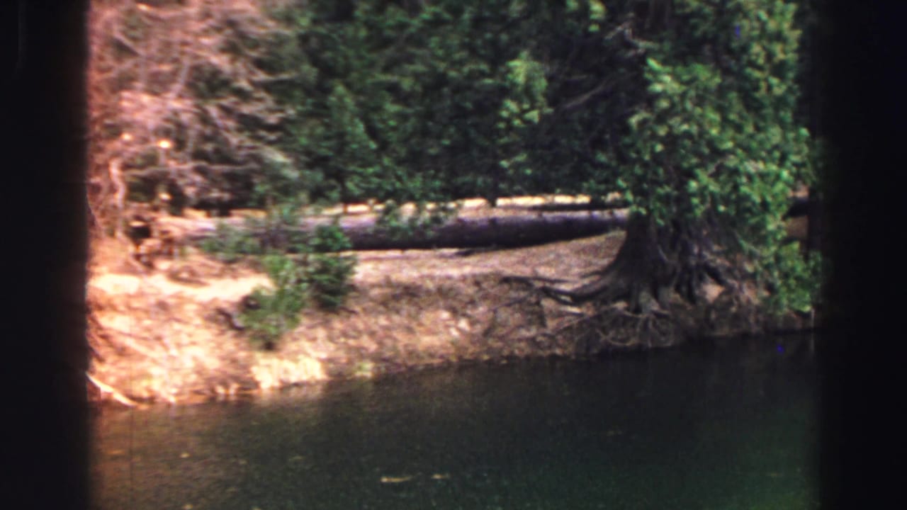 Shaded riverbank with trees, dark water, and a fallen log across the background.