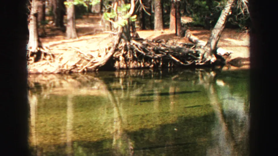 1969 Lake Tahoe pond scene with clear green water, exposed roots, tree trunks, and sunlit forest bank.