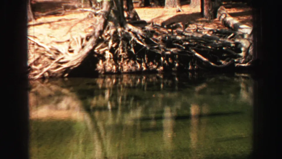 Lake Tahoe 8mm frame showing a quiet pond edge, tangled exposed roots, tree trunks, and soft water reflections.