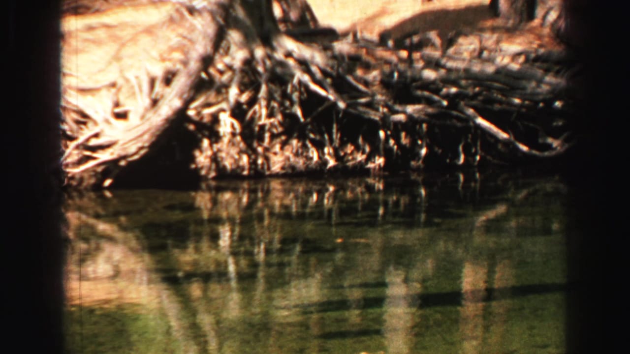 1969 Lake Tahoe 8mm frame showing exposed tree roots beside greenish water, with shoreline soil and reflections in bright sun.