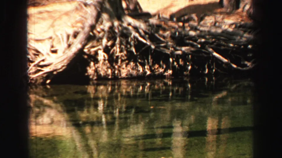 1969 Lake Tahoe 8mm frame showing exposed tree roots beside greenish water, with shoreline soil and reflections in bright sun.