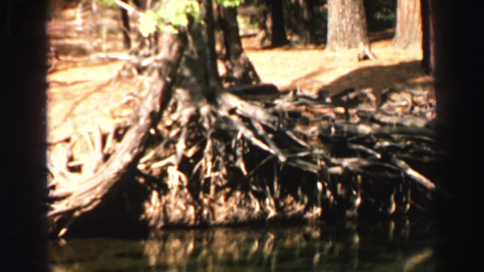 1969 Lake Tahoe frame with a large tree, exposed root mass, dry shoreline, and calm water at the lower edge.