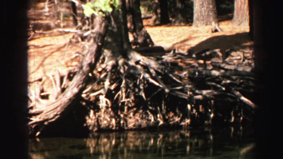 Lake Tahoe 8mm home-movie frame showing tangled exposed roots, a tree trunk, still water, and wooded shoreline details.