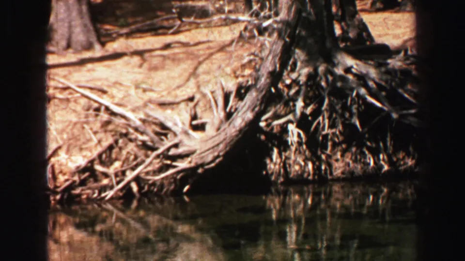 Final Lake Tahoe frame centers on a root-covered bank and reflected roots in calm water, with trees and sunlit soil behind.