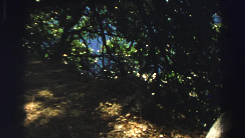 The scene shifts to a wooded Lake Tahoe path with dense shade, trees, brush, and small areas of sunlight.