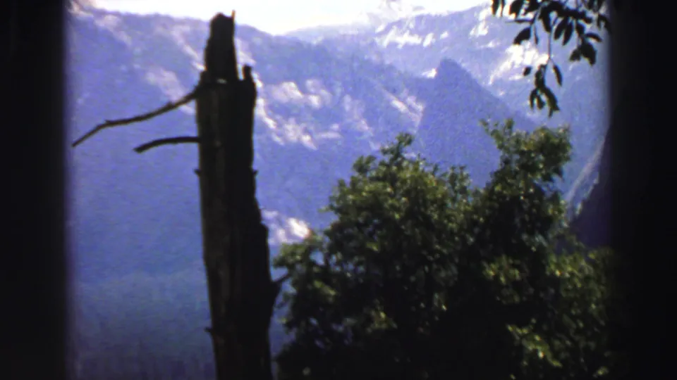 1969 Lake Tahoe mountain view with a dark weathered tree trunk in the foreground, leafy shrubs, and blue ridges beyond.