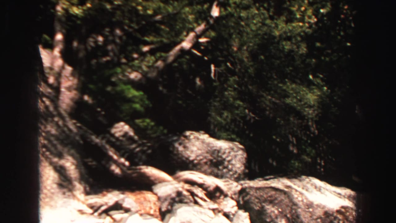 Tree trunk, rocks, and evergreen foliage in bright forest sunlight.