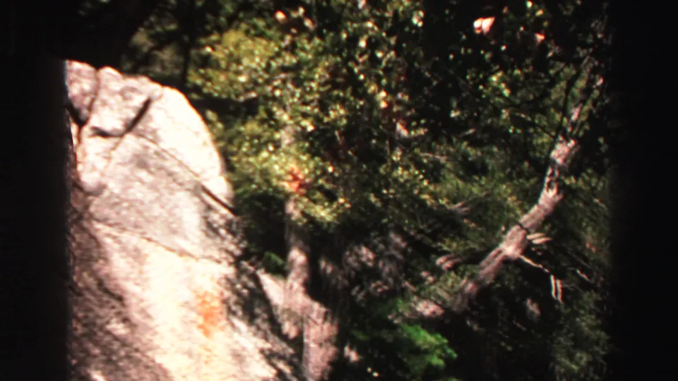 1969 Tahoe forest frame with pale granite, leafy green vegetation, and dark tree branches in handheld 8mm footage.