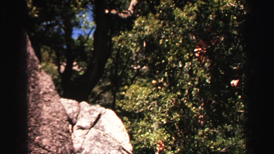 Lake Tahoe 8mm frame showing evergreen foliage, shrubs, granite rocks, tree trunks, and a small glimpse of blue sky.