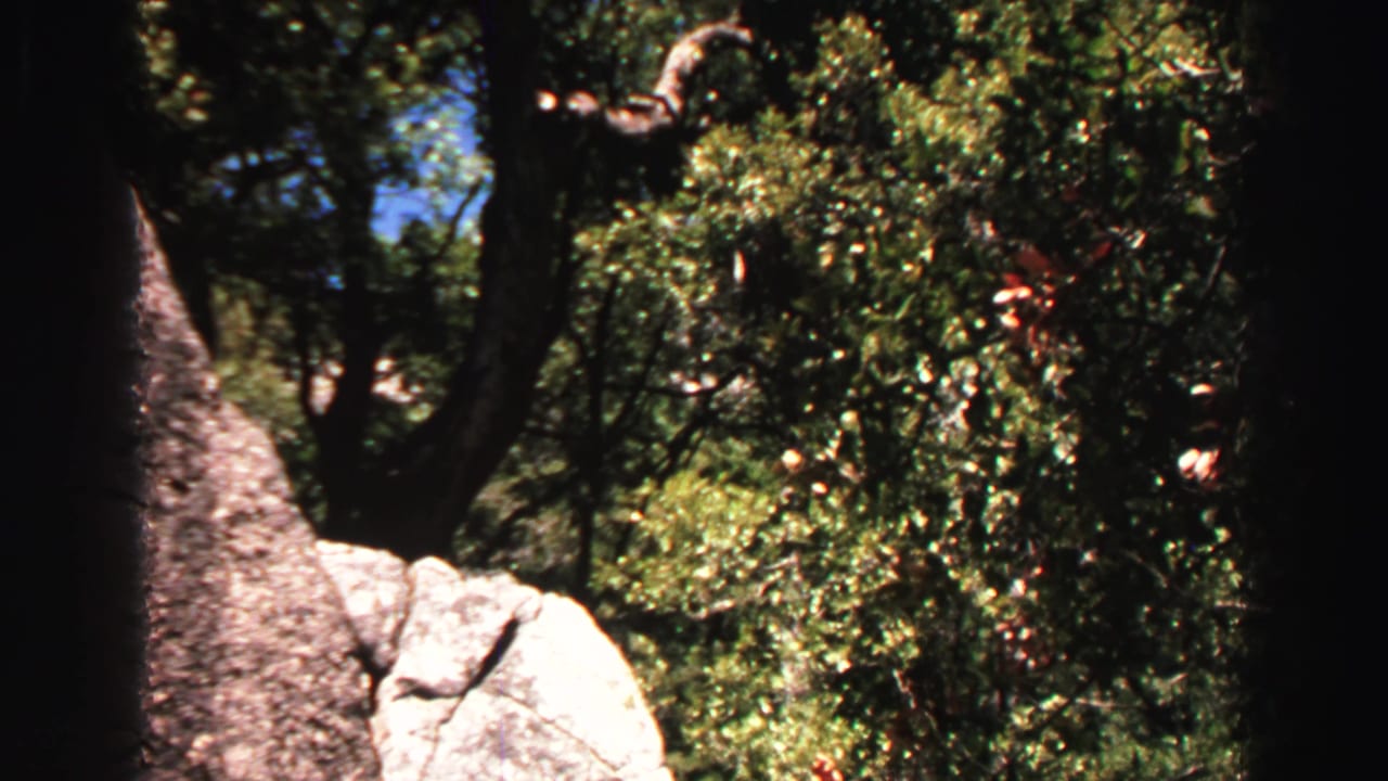 Trees and pale rocks frame a sunlit mountain forest view.