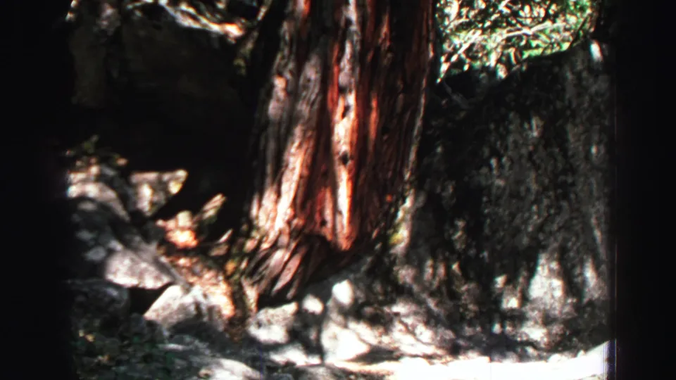1969 Lake Tahoe frame focused on a large reddish tree trunk, rocks, and cave-like shaded gaps in the forest.