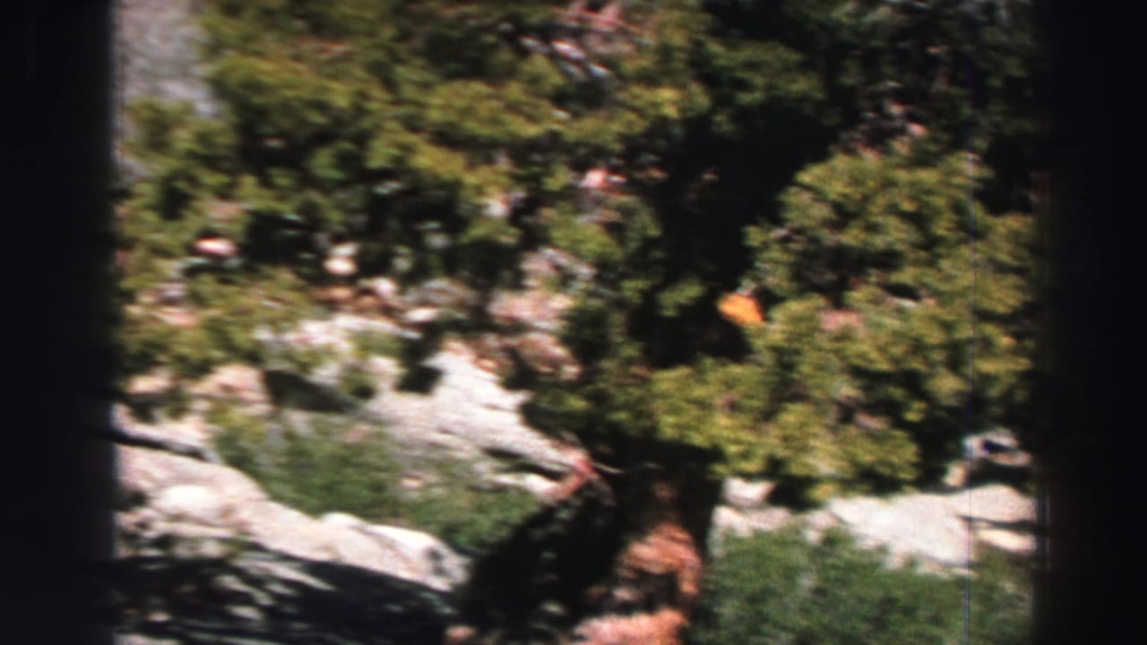 Blurred panning view of forest, pale rock, and a darker tree trunk near the center.