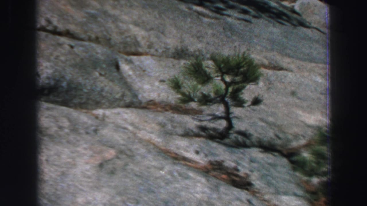 1969 Lake Tahoe home-movie frame showing a small tree clinging to a pale gray rock face.