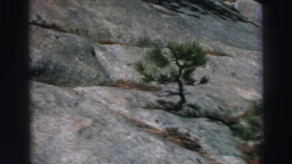 1969 Lake Tahoe home-movie frame showing a small tree clinging to a pale gray rock face.