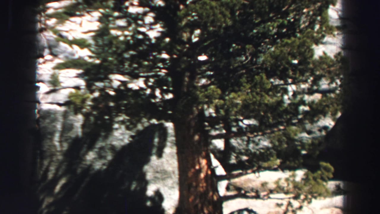Tall evergreen trees beside large gray rocks in bright sunlight.