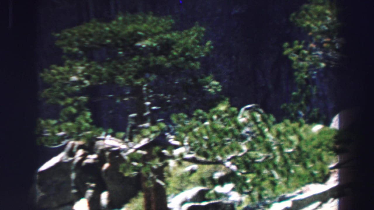 Evergreen trees and pale rocks on a shaded forest slope.