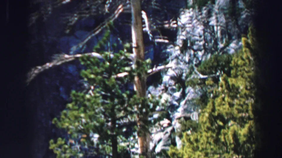 1969 Lake Tahoe forest frame showing rocky ground, dense shrubs, evergreen branches, and a tall bare tree trunk.