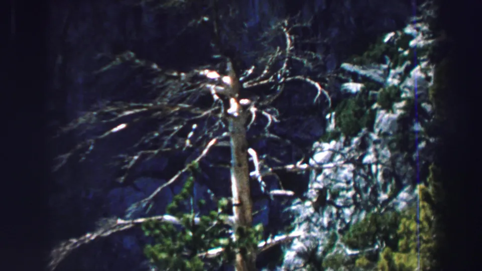 Lake Tahoe 8mm frame with a dead tree and bare branches set against rocky evergreen forest terrain.