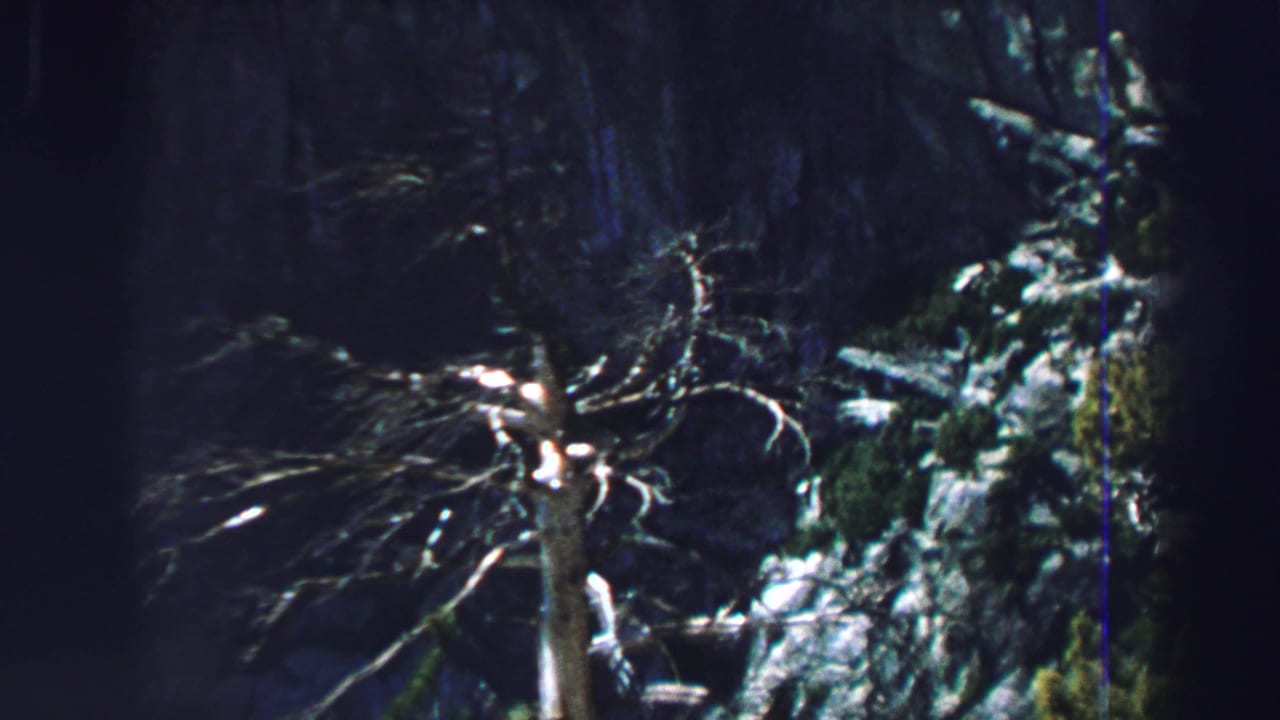 Dark rocky forest slope with a pale leafless tree and scattered greenery.