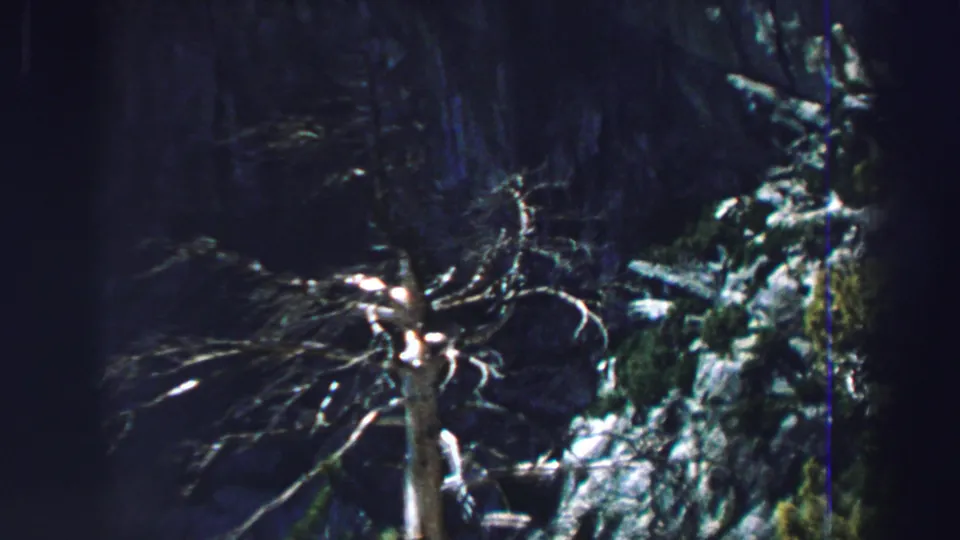 1969 Lake Tahoe 8mm frame showing a pale leafless tree against a dark rocky forest slope with patches of greenery.