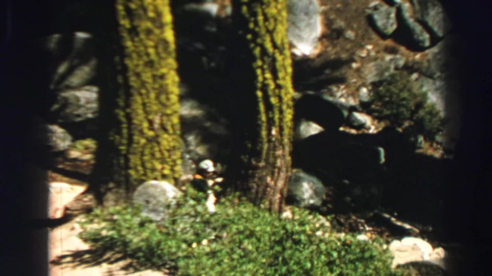 1969 Lake Tahoe home-movie frame showing moss-covered trunks, shaded boulders, and low forest vegetation.