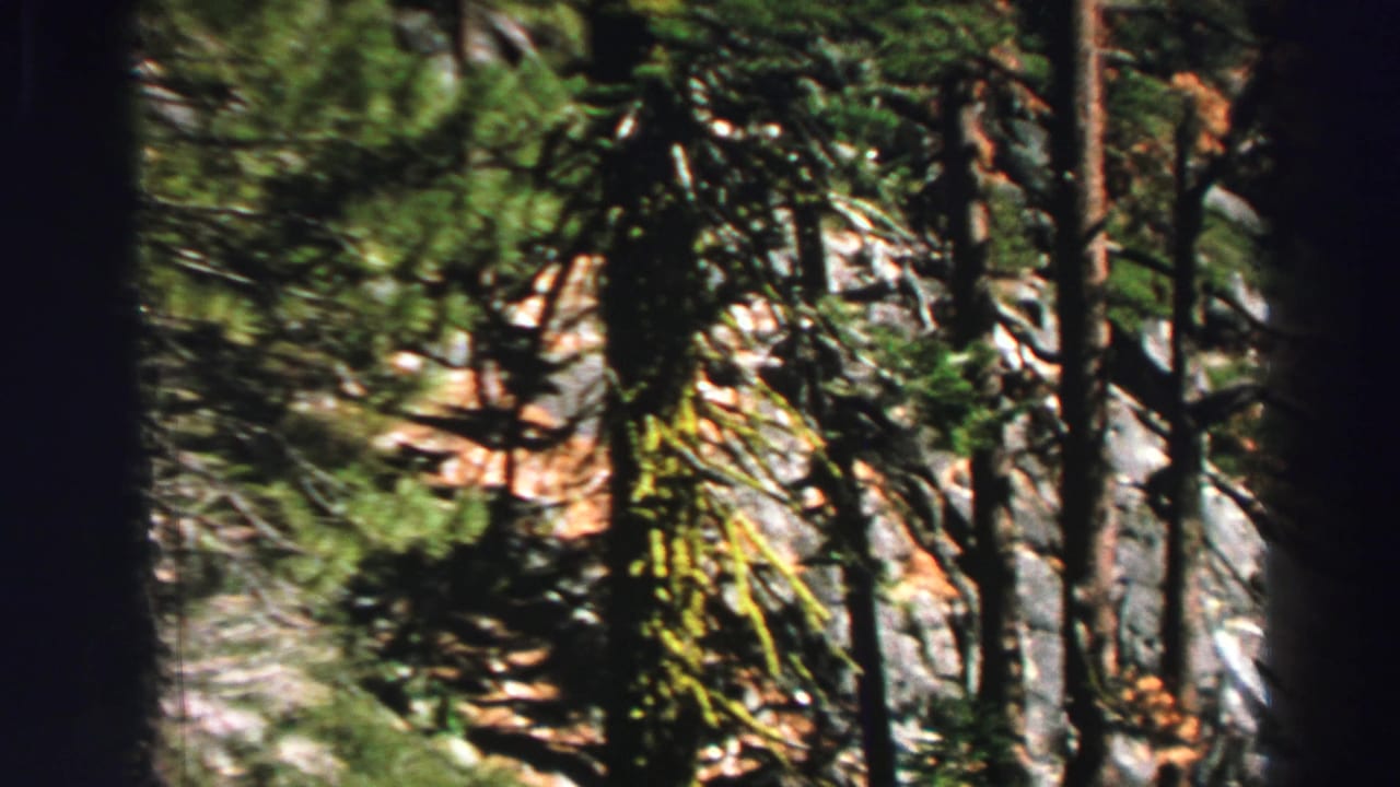 Pine trunks and rocky hillside seen through dark vertical film edges.