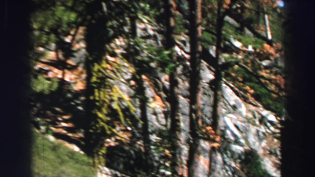 Tall trees stand in front of a rocky, green hillside.