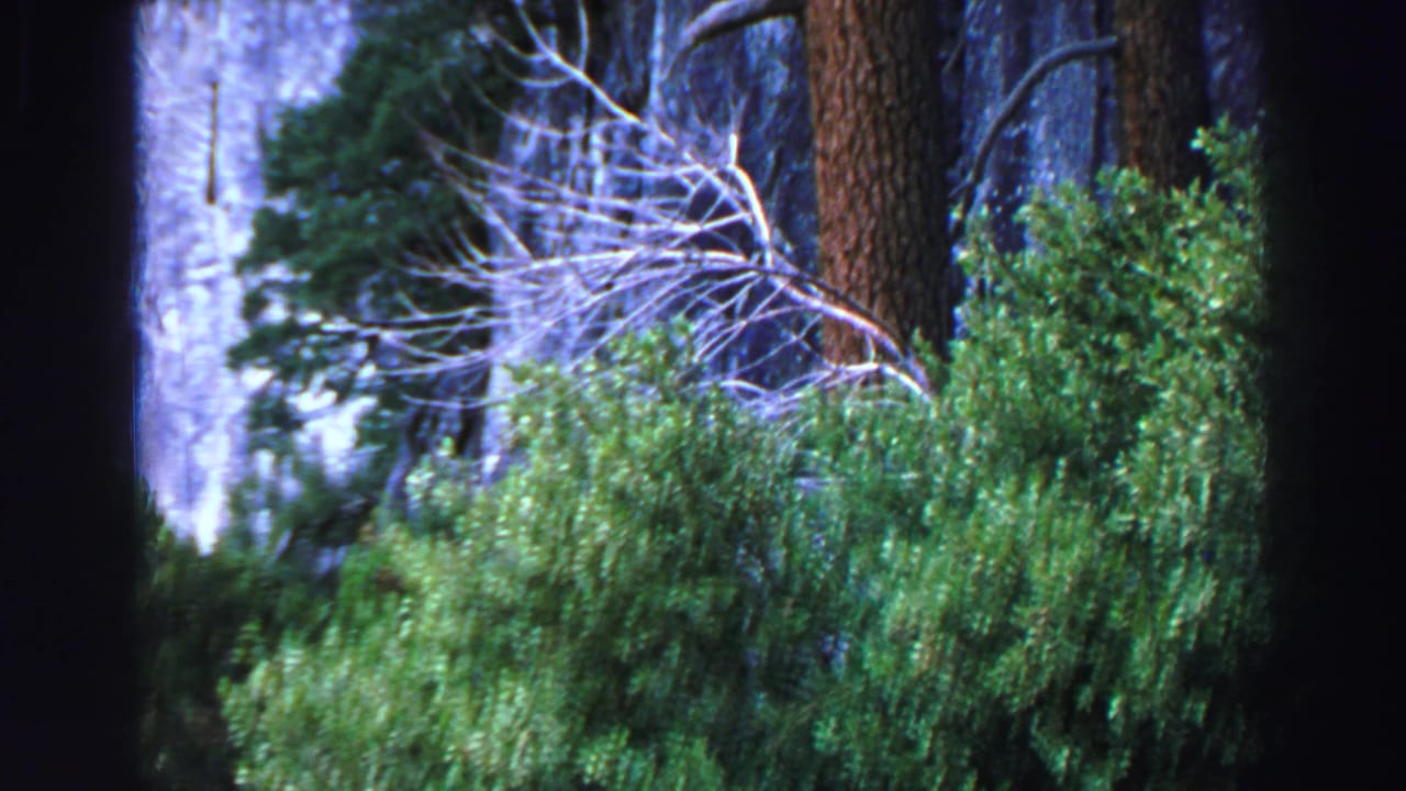 Evergreen shrubs and tall trees stand before a light granite cliff face.
