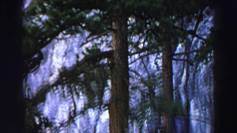 Forested Lake Tahoe-area 8mm frame showing pine trunks, dense branches, and a pale granite wall behind the trees.