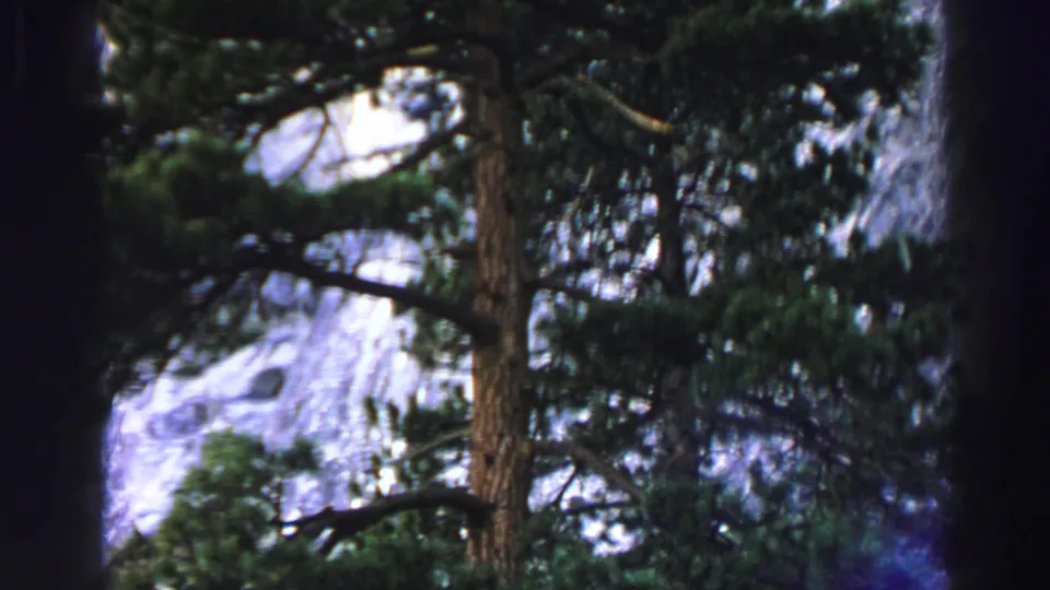 Handheld 8mm view of Lake Tahoe pine trees with dense branches set against a pale cliff face.