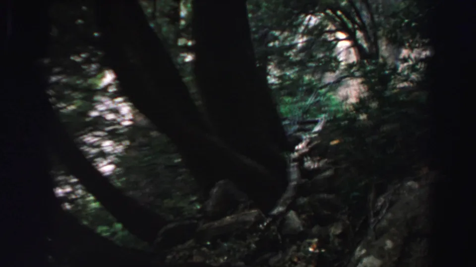 1969 Lake Tahoe home-movie frame looking into a shaded forest with trunks and dappled green foliage.