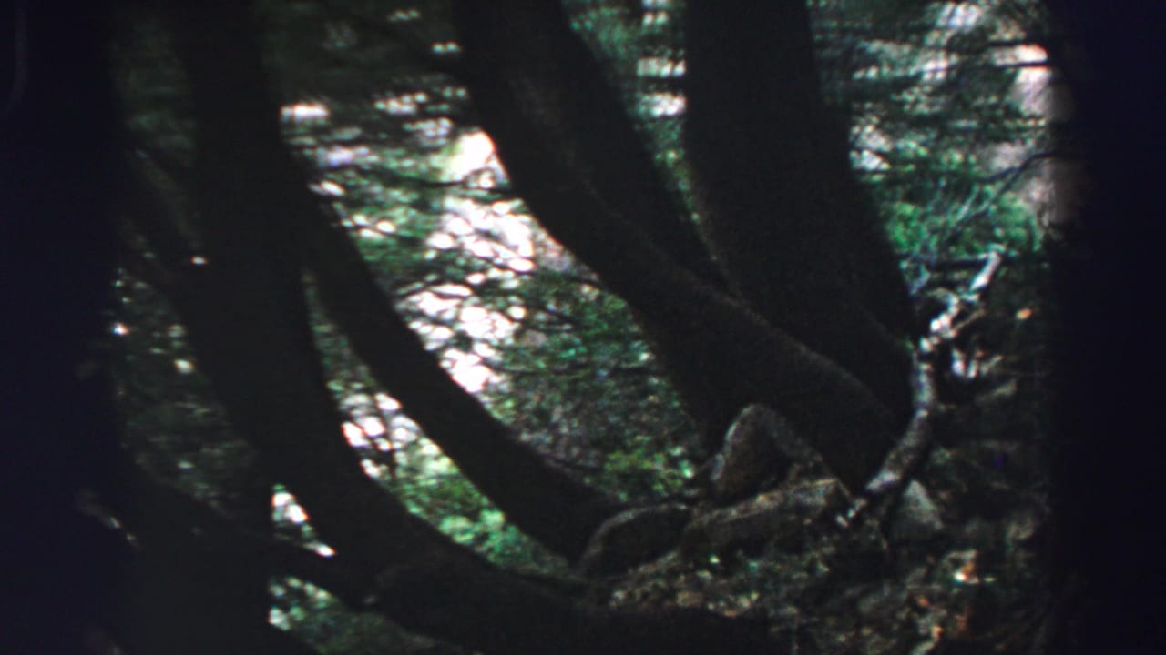 Dark tree trunks and branches silhouetted against a bright green forest canopy.