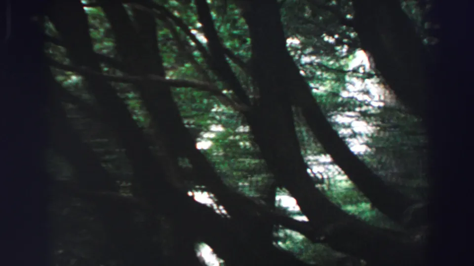 1969 Lake Tahoe frame with a large dark tree trunk in the foreground and bright green forest beyond.