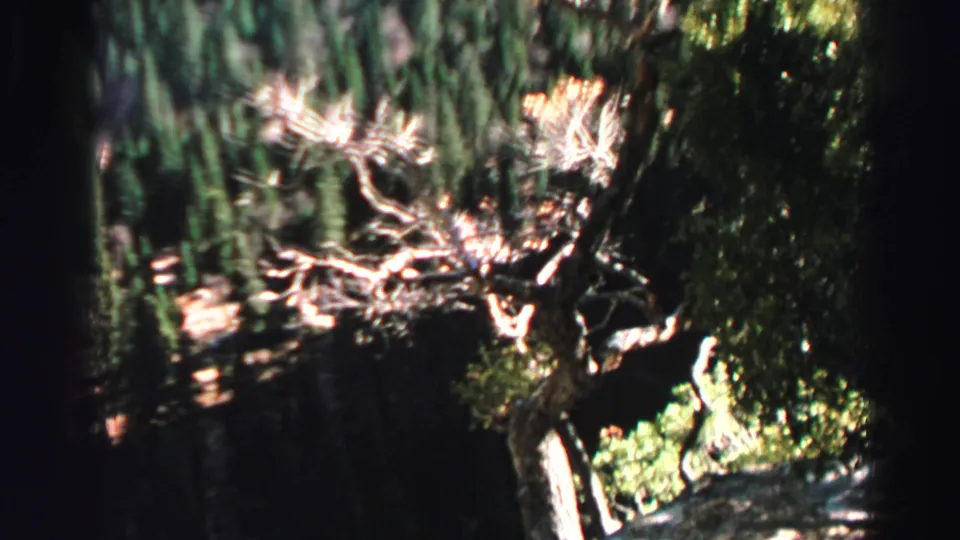 1969 Lake Tahoe home-movie frame showing trees, pale branches, and vegetation near a shaded hiking path.