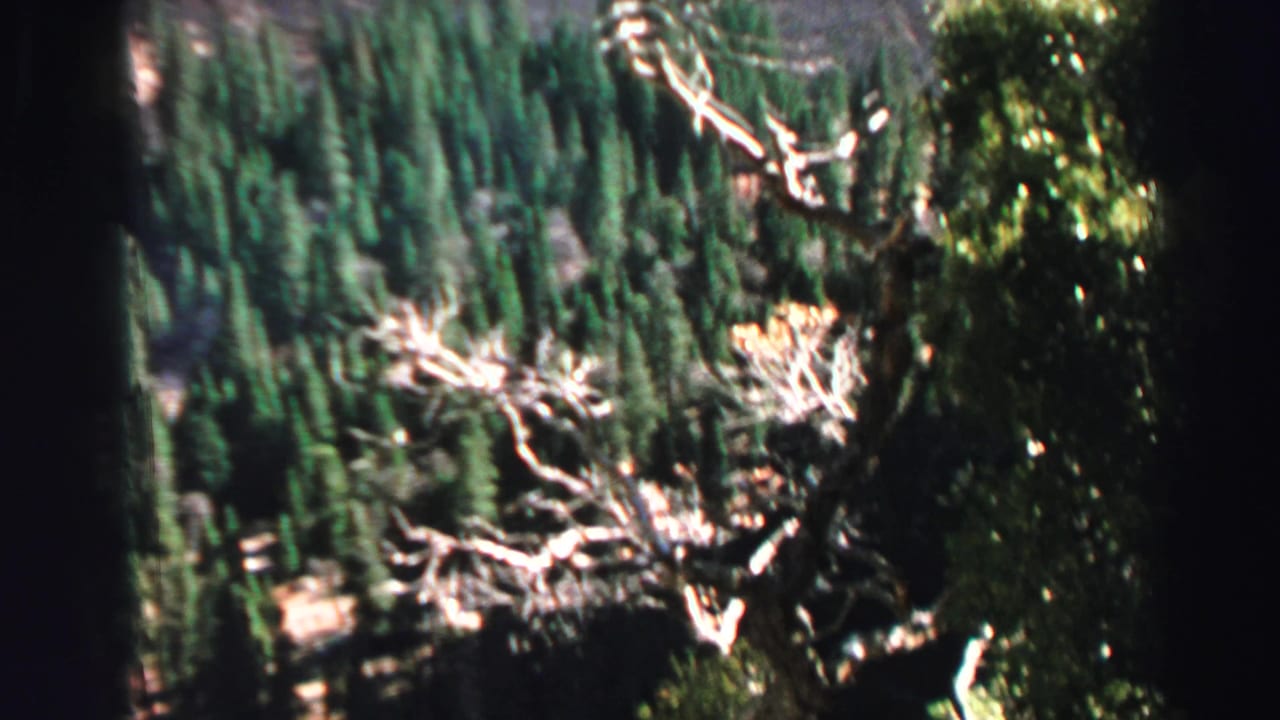Evergreen forest and a pale branch overlook a lake and shoreline.