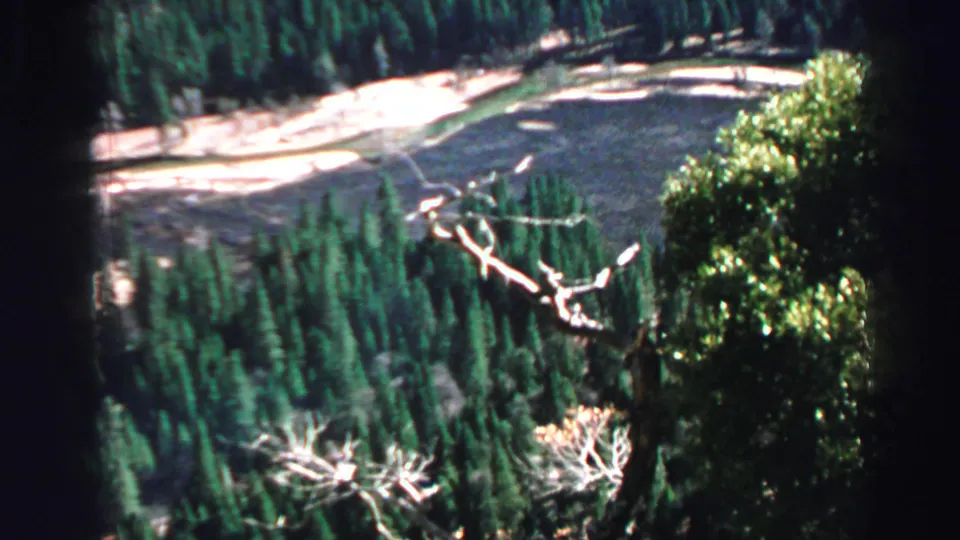 Lake Tahoe landscape in 1969 8mm footage, with water, sandy shore, evergreen forest, and branches crossing the foreground.