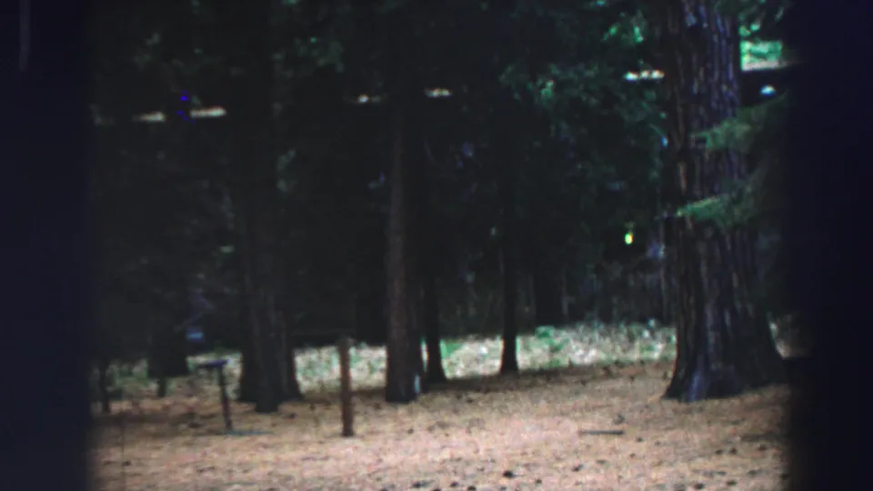 Shaded Lake Tahoe woodland frame with tall trunks, open ground, sparse posts, and dense evergreen background on 8mm film.