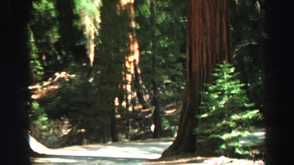 End of the 1969 Lake Tahoe pan showing filtered sunlight on a narrow wooded path between tall trunks and dense green foliage.