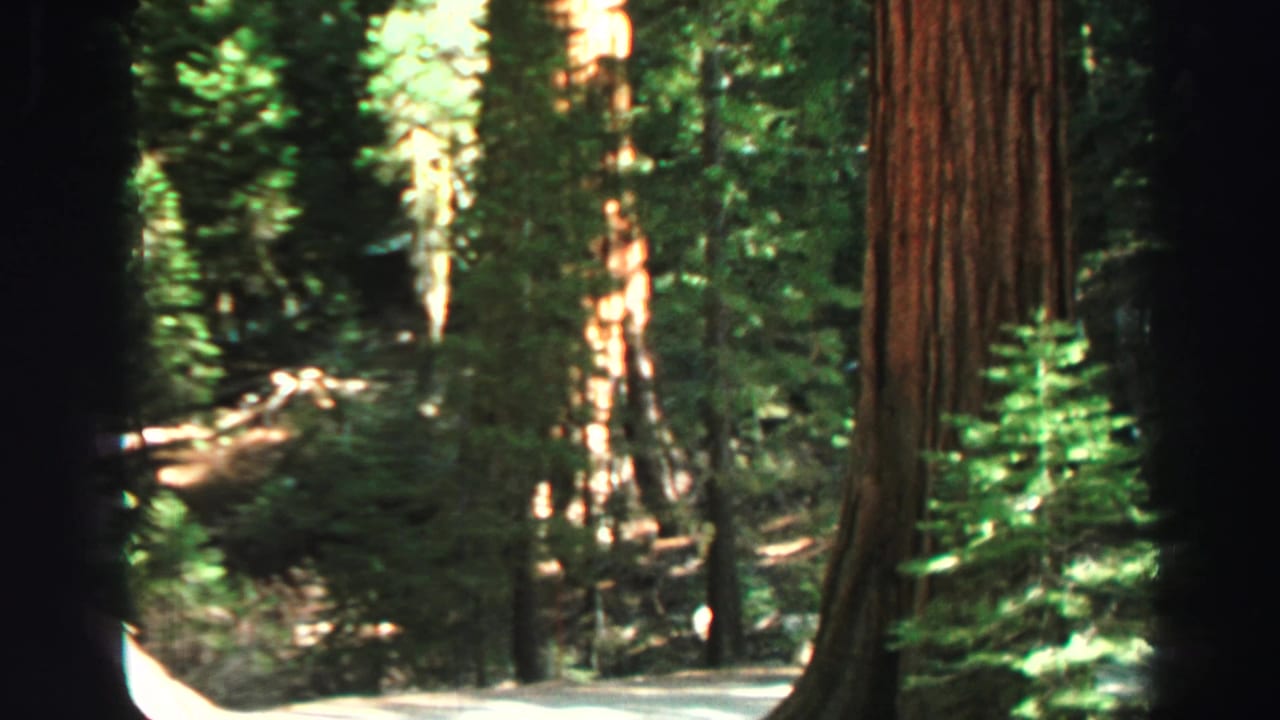 Tall forest trees with sunlight filtering through foliage and a dark 8mm frame edge.